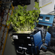 Mizuna lettuce growing on board the ISS. (Image: NASA)